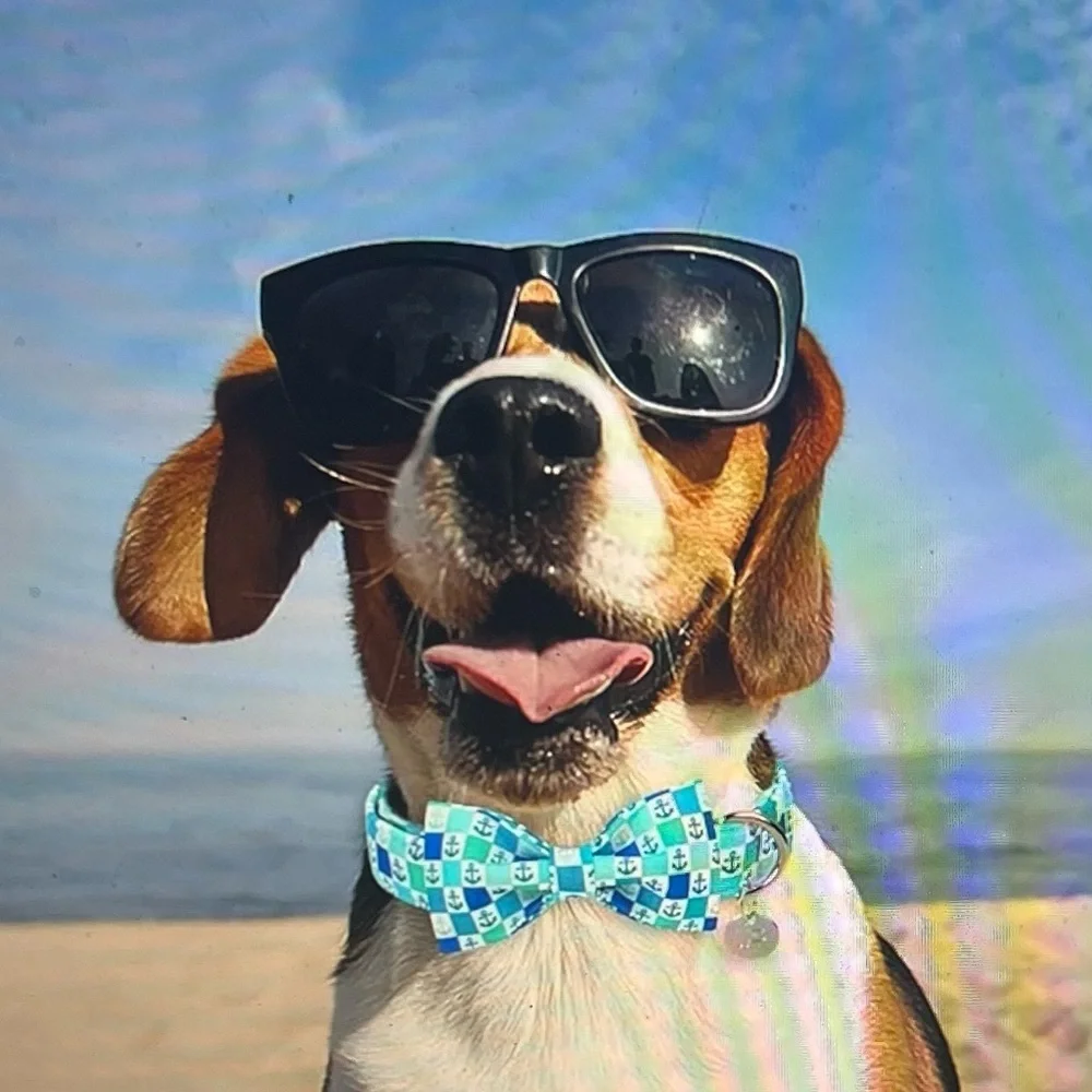 Urara Pup Dog Collar Bow Tie – Nautical Blue & White Anchor – Medium – NWT